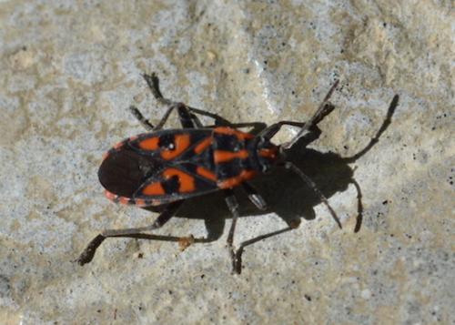 Réf. 215 162 : Spilostethus saxatilis